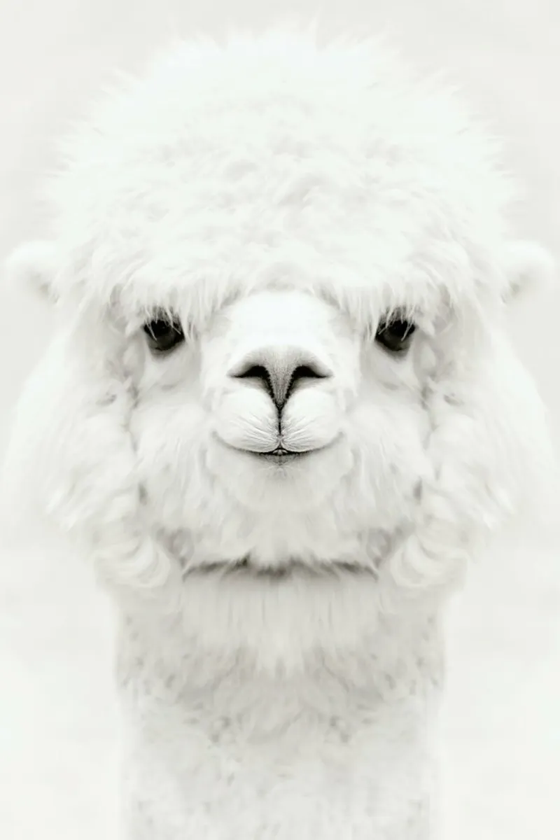 Smiling Alpaca alluminio dibond da Monika Strigel