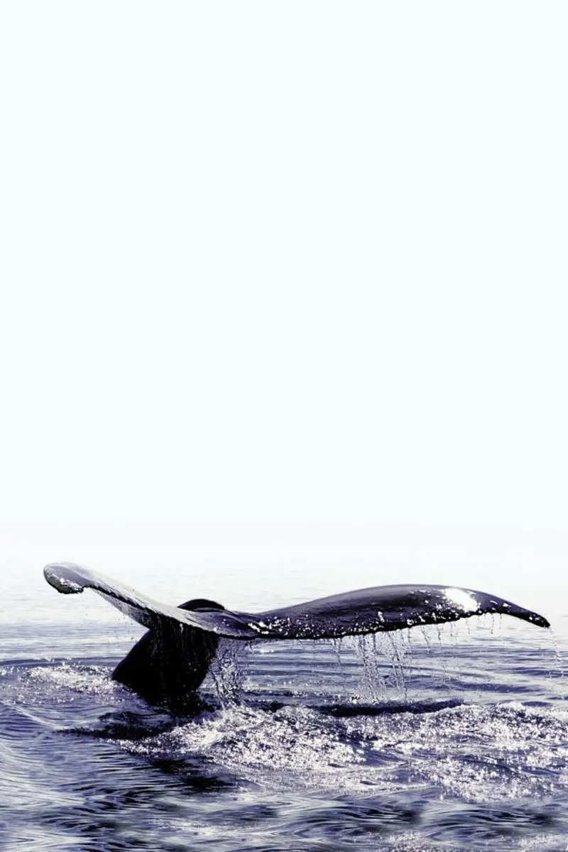Whale Song Iceland pellicola backlit da Monika Strigel
