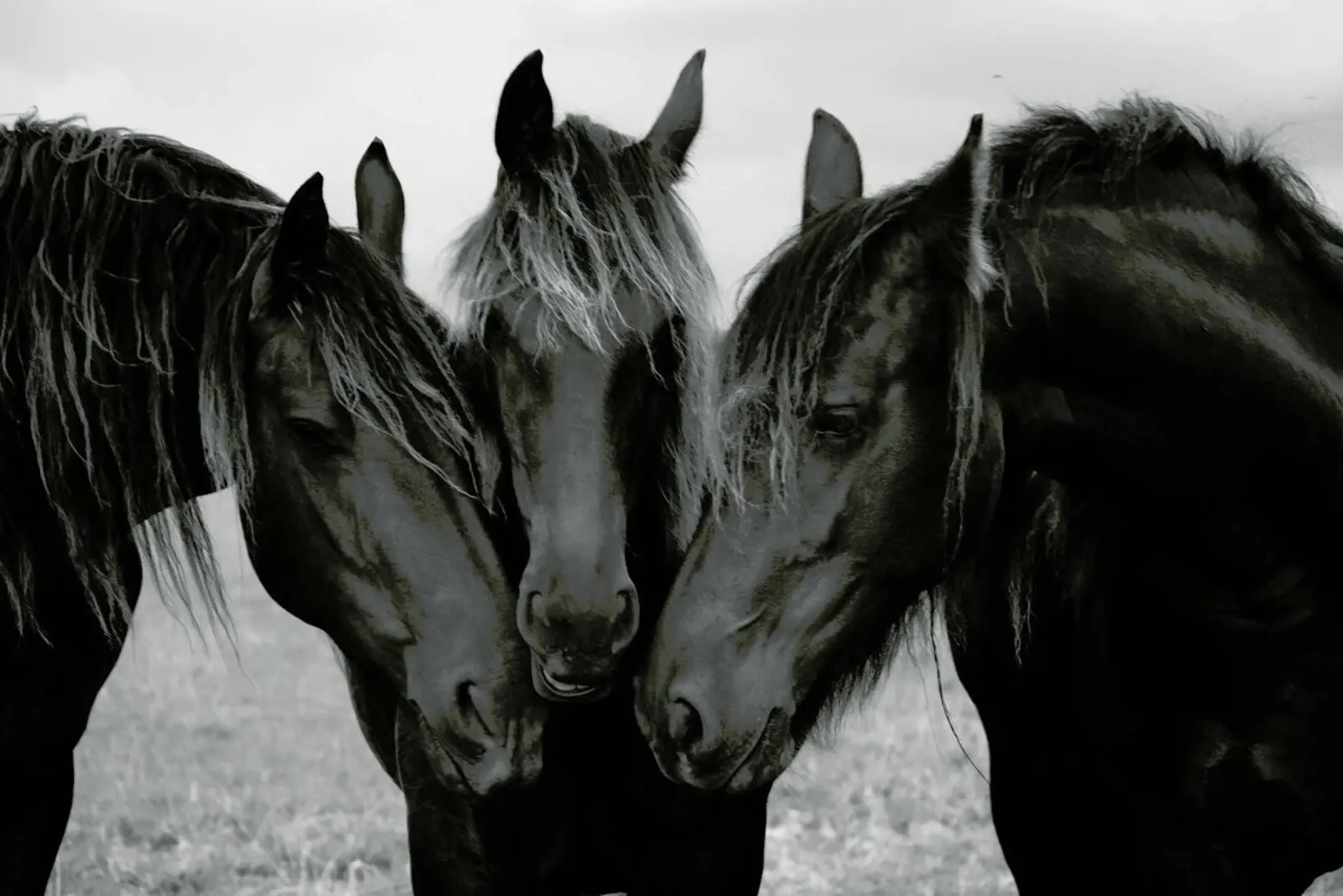 Black and White Horses poster con telaio in alluminio da EyeEm Mobile GmbH