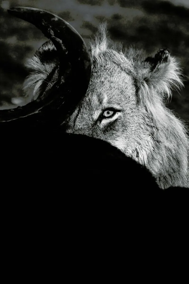Staring Lion pellicola backlit da Natural Kingdom