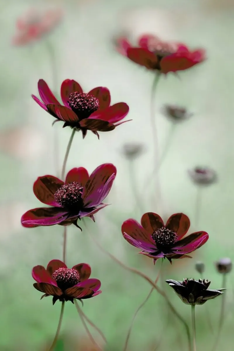 Cosmos Sway - Mandy Disher plexiglass da Pictufy