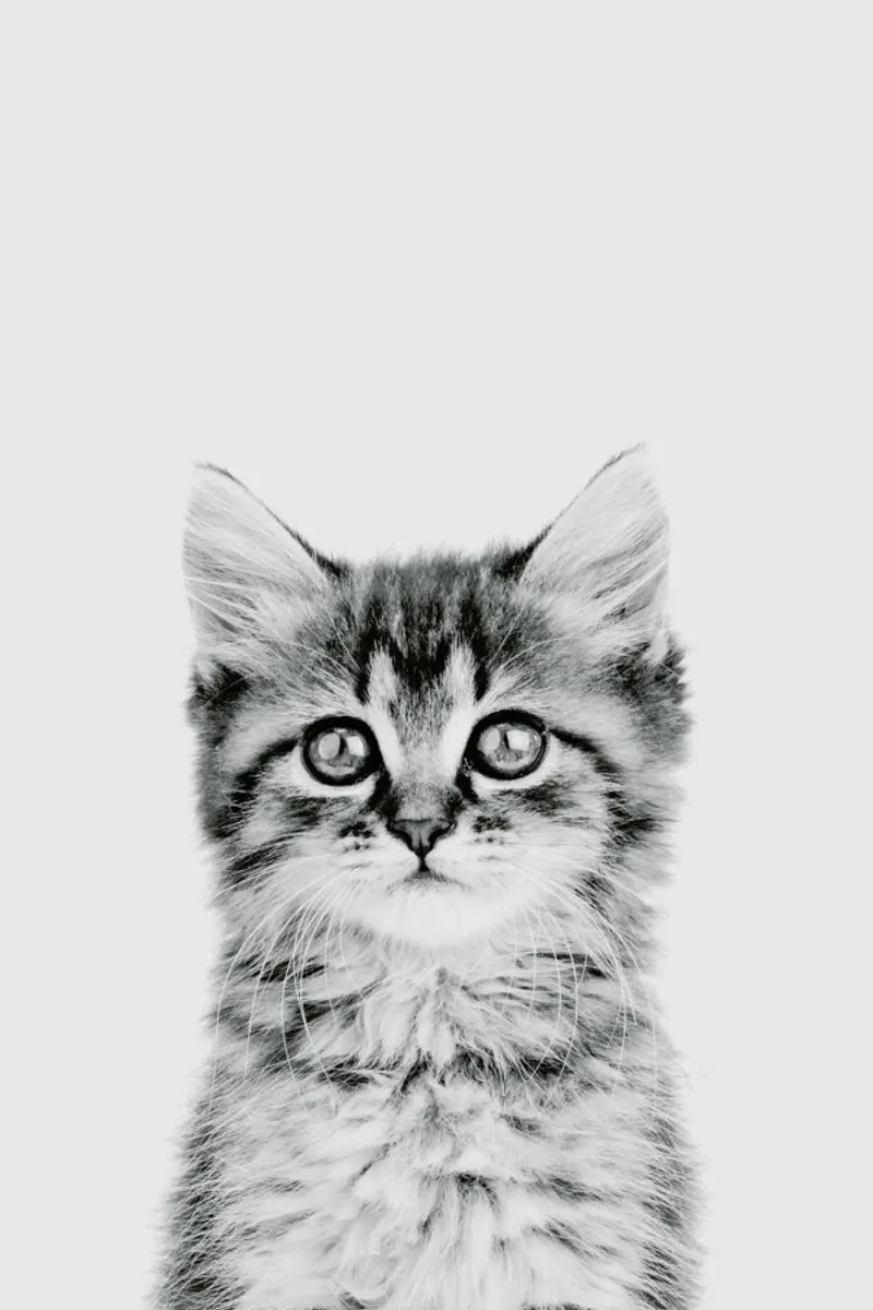 Kitten Classic pellicola backlit da Paws & Claws