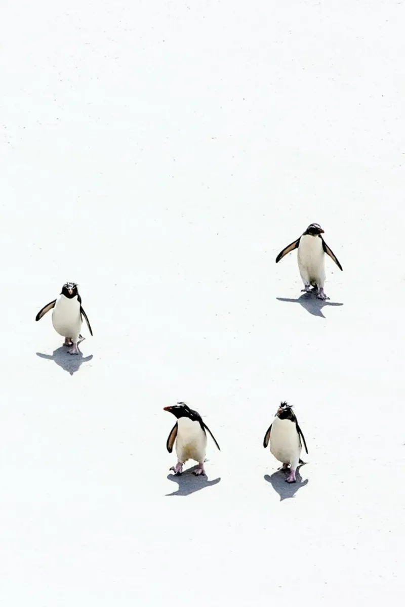 Snow Penguins II pellicola backlit da Natural Kingdom