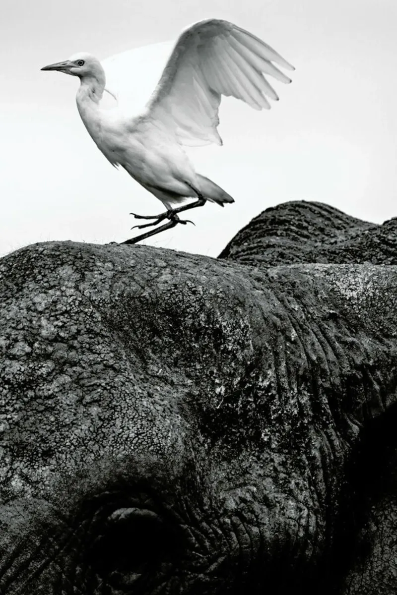 Seagull Perching pellicola backlit da Natural Kingdom
