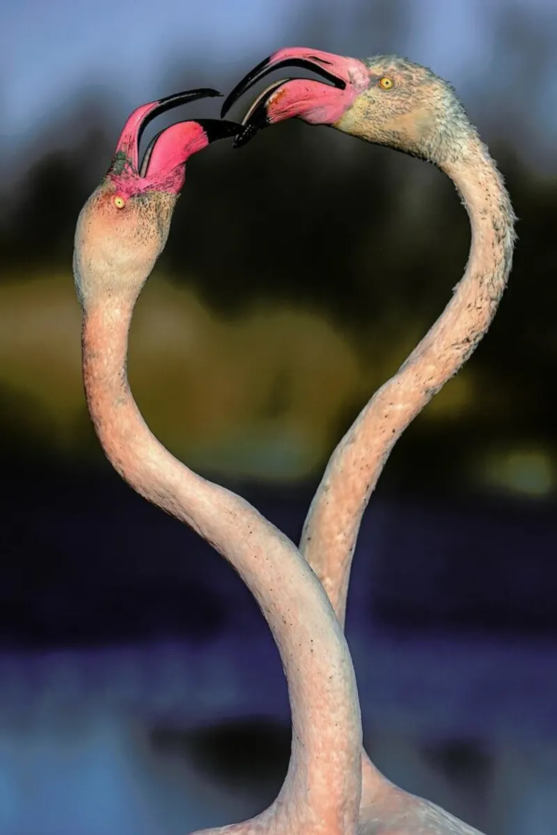 Fighting Flamingos - Xavier Ortega alluminio dibond da Pictufy