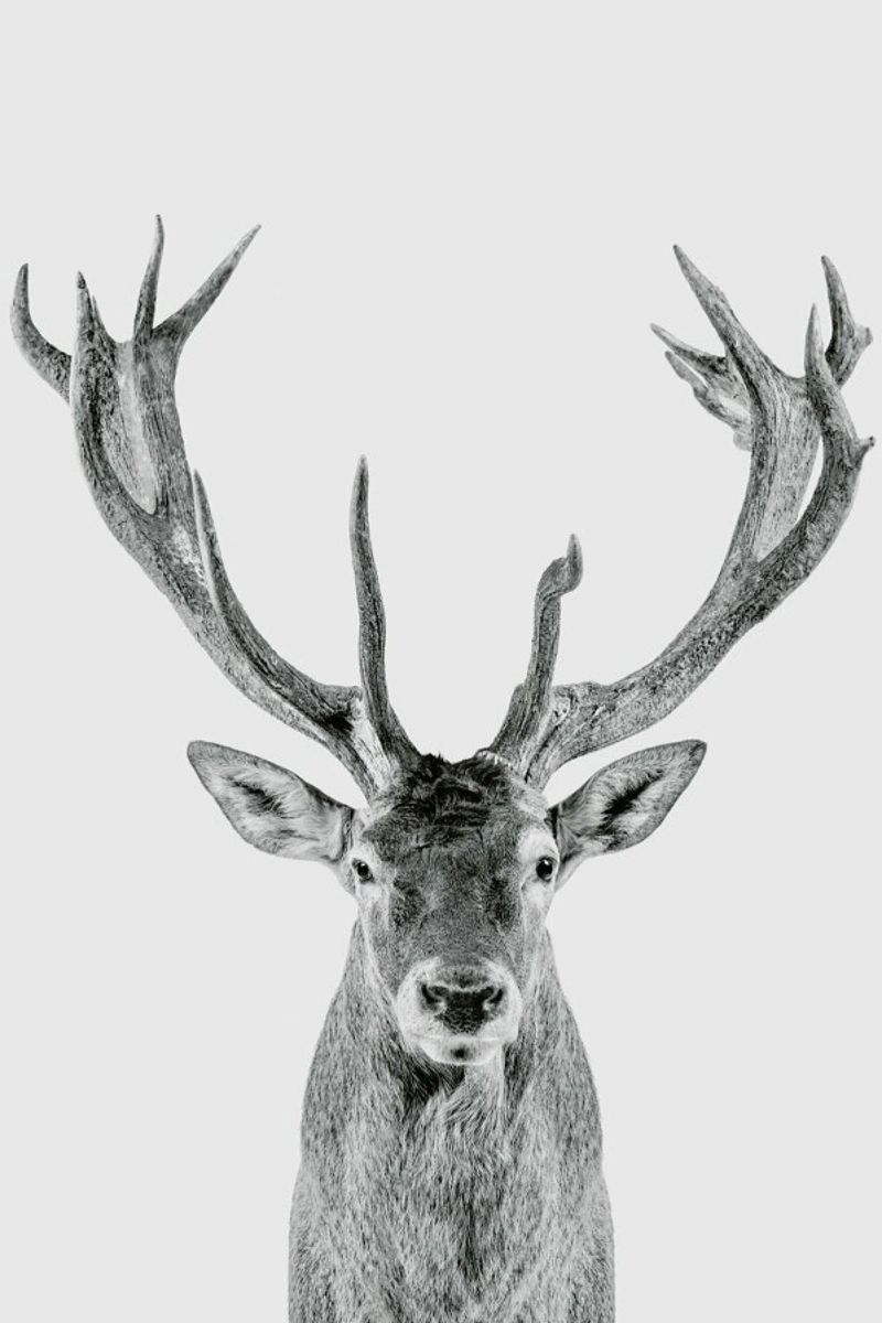 Reindeer Classic Leinwand von Paws & Claws