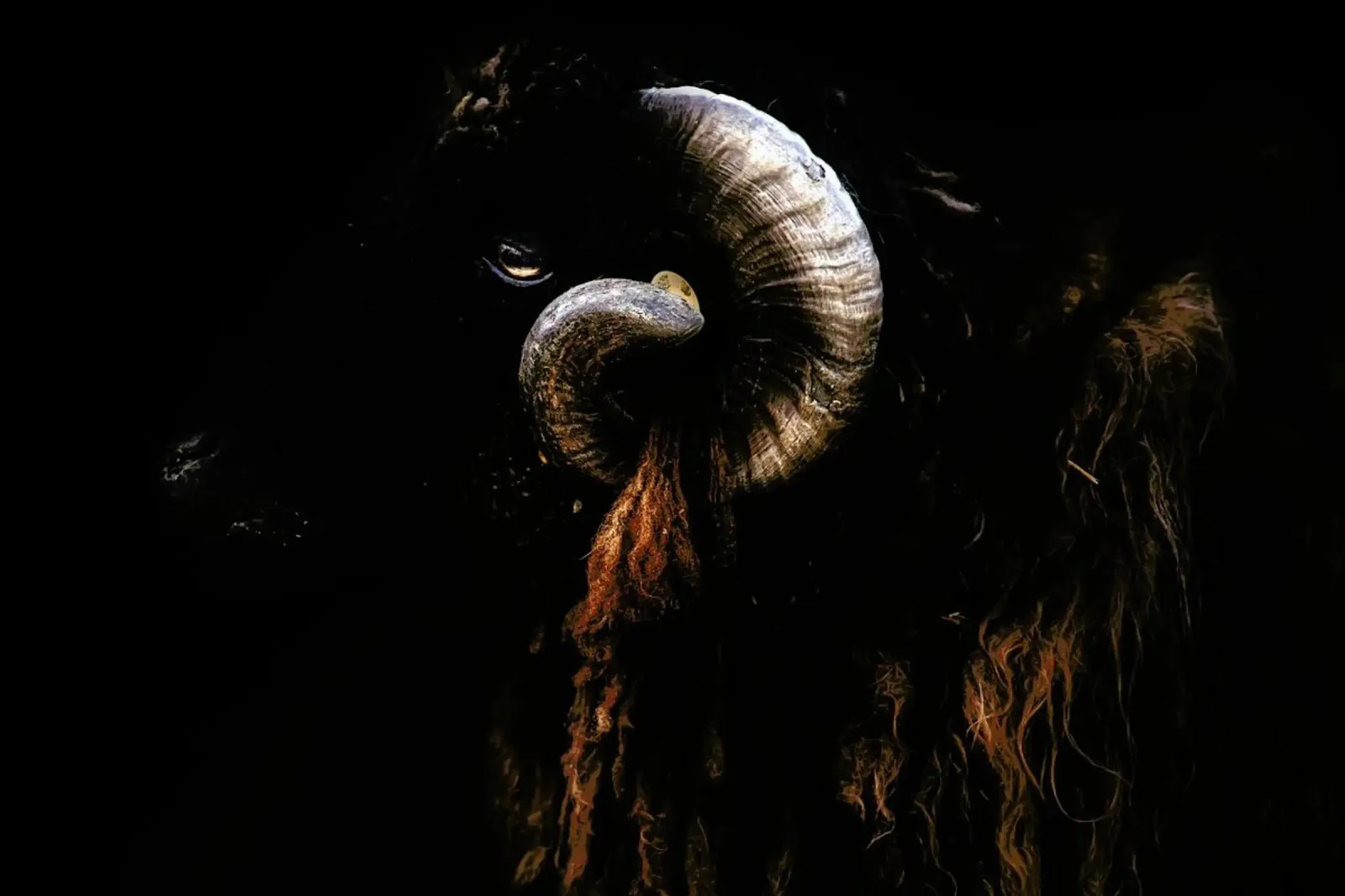 Ram Portrait - Santiago Pascual Buye poster da Pictufy
