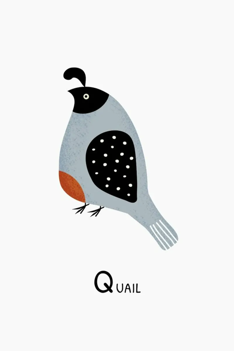 Q for Quail pellicola backlit da Little Flourishes