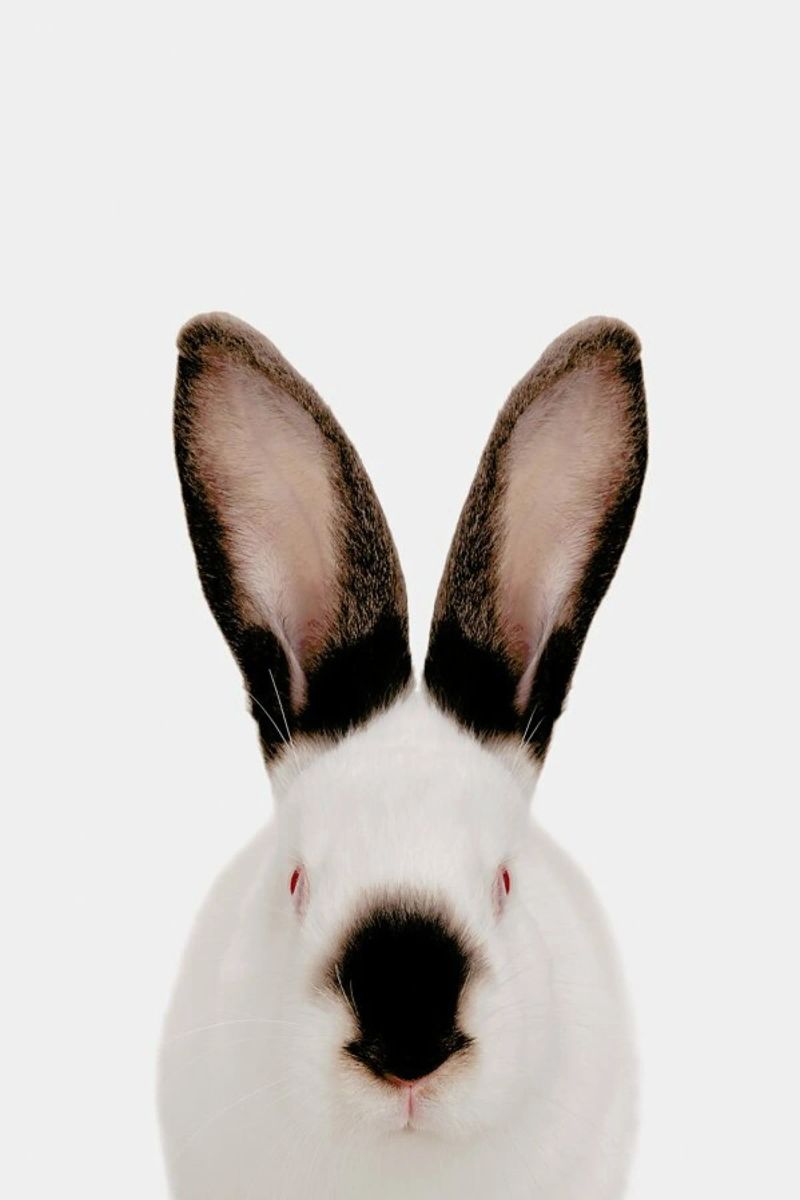 Rabbit pellicola backlit da Paws & Claws