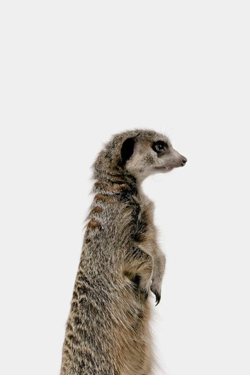 Meerkat pellicola backlit da Paws & Claws