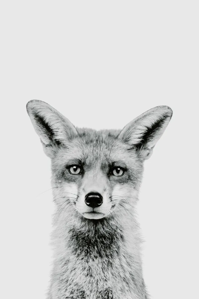Fox Classic pellicola backlit da Paws & Claws