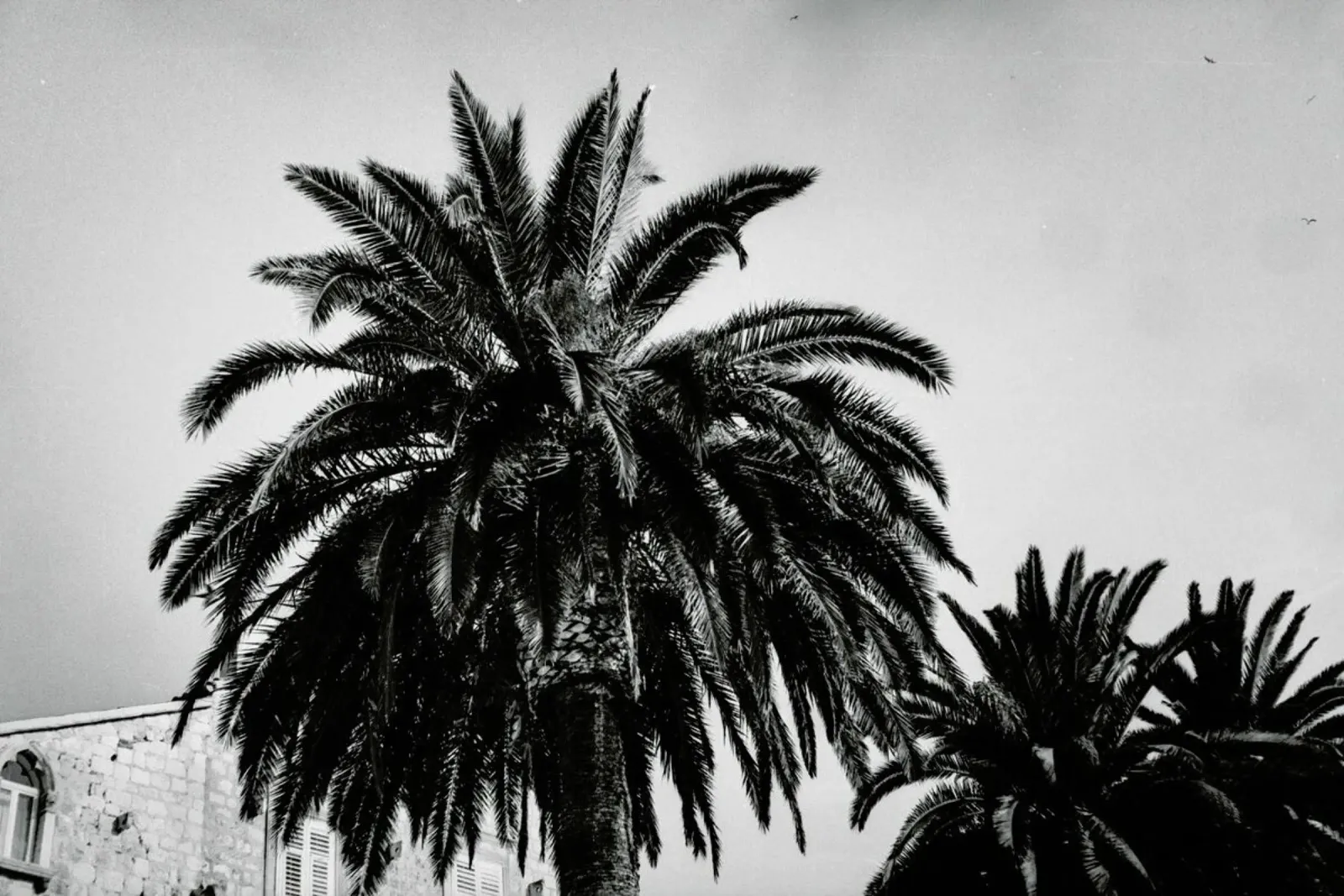 Black and White Palms pellicola backlit da Sebastian Hilgetag
