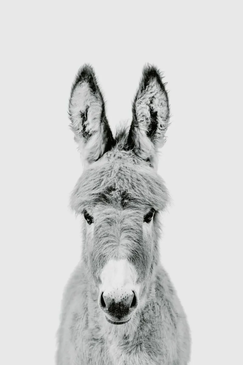 Donkey Classic plexiglass da Paws & Claws
