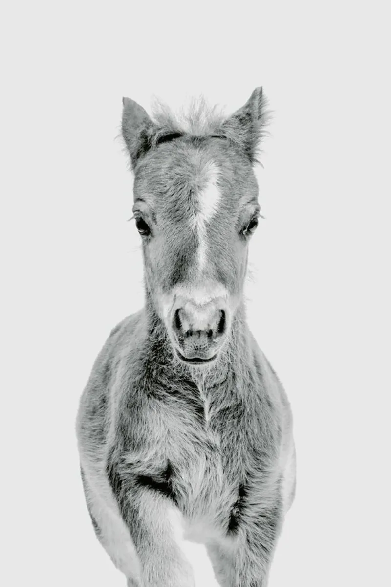 Foal Classic plexiglass da Paws & Claws