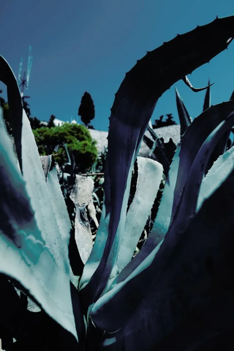 Aloe Vera Leaf pellicola backlit da Sebastian Hilgetag