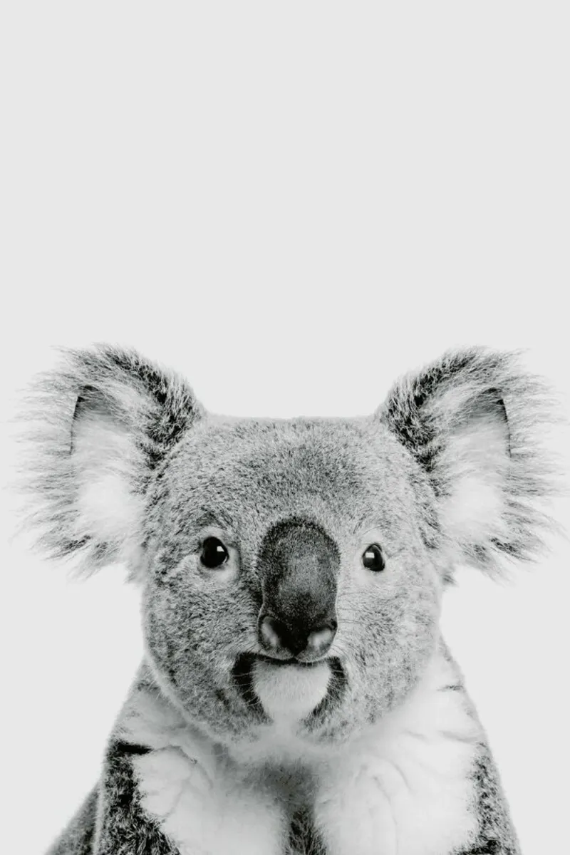 Koala Classic pellicola backlit da Paws & Claws