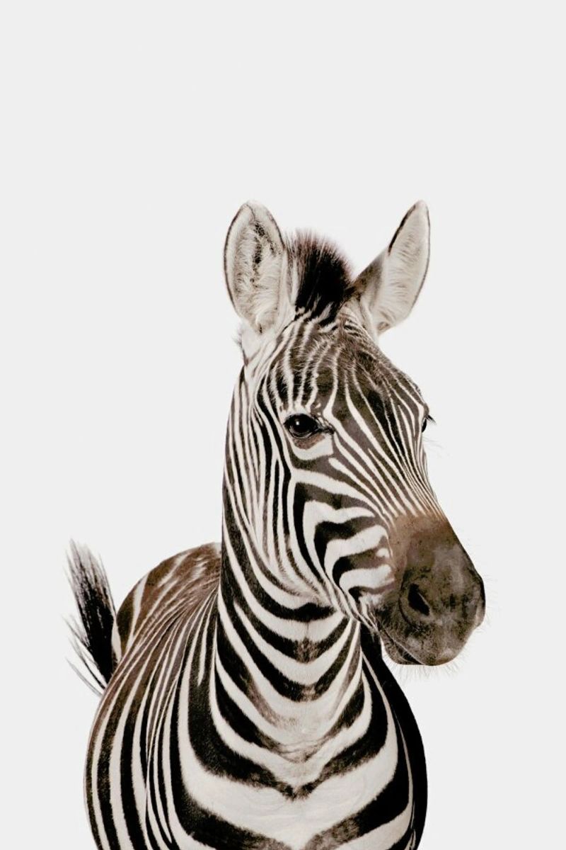 Zebra pellicola backlit da Paws & Claws