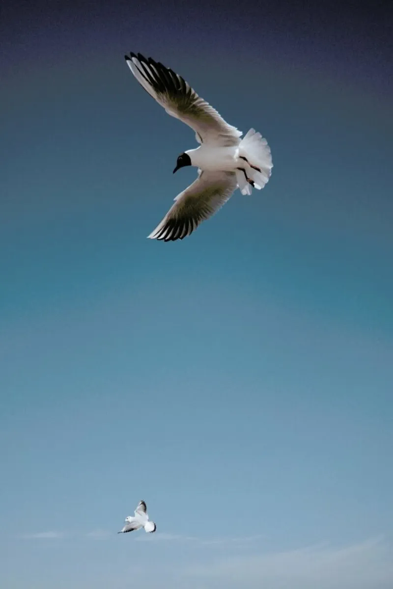 Seagulls I pellicola backlit da Sebastian Hilgetag
