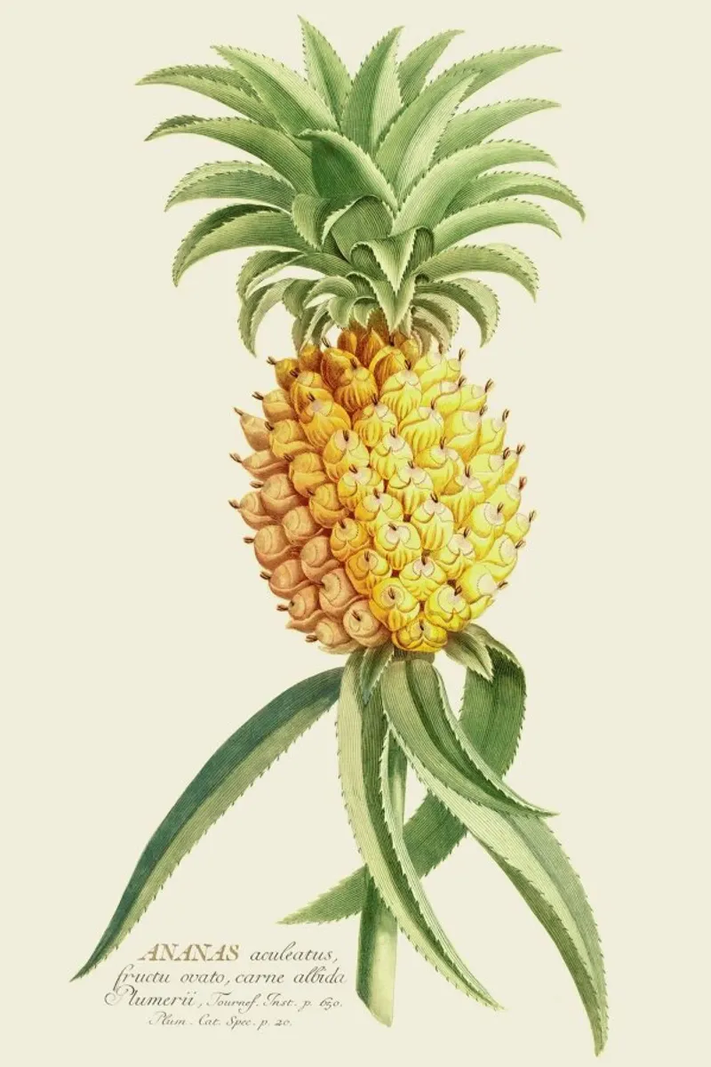 Pineapple 2 pellicola backlit da Astër