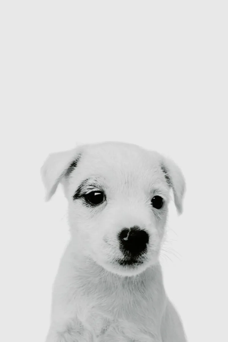 Puppy III Classic pellicola backlit da Paws & Claws
