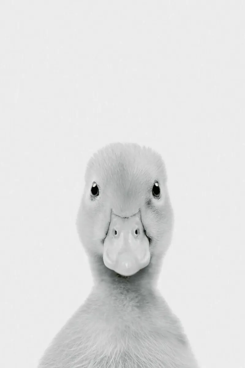 Duckling Classic pellicola backlit da Paws & Claws