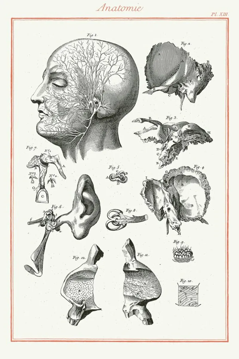 Anatomy canvas by Astër