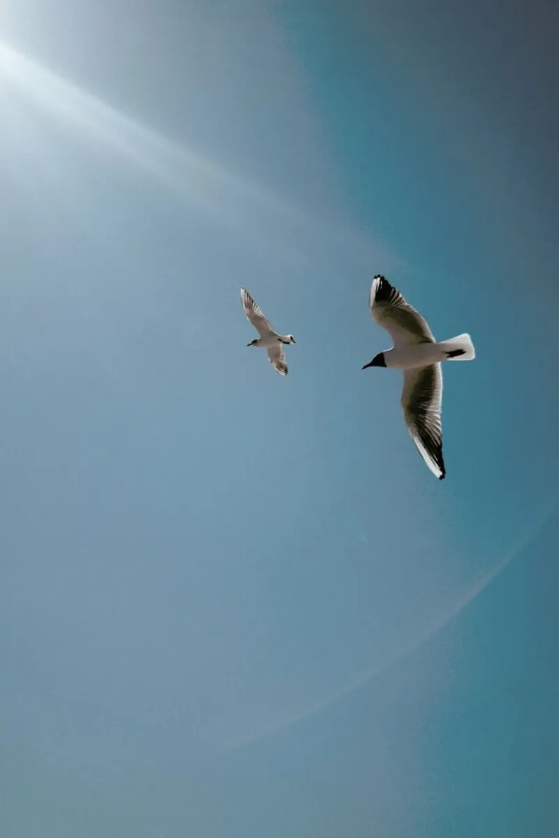 Seagulls VI pellicola backlit da Sebastian Hilgetag