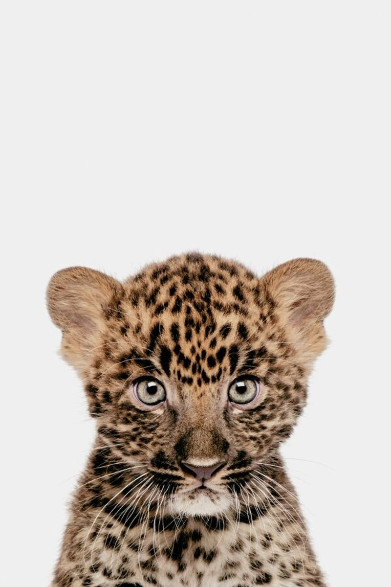 Leopard Poster von Paws & Claws