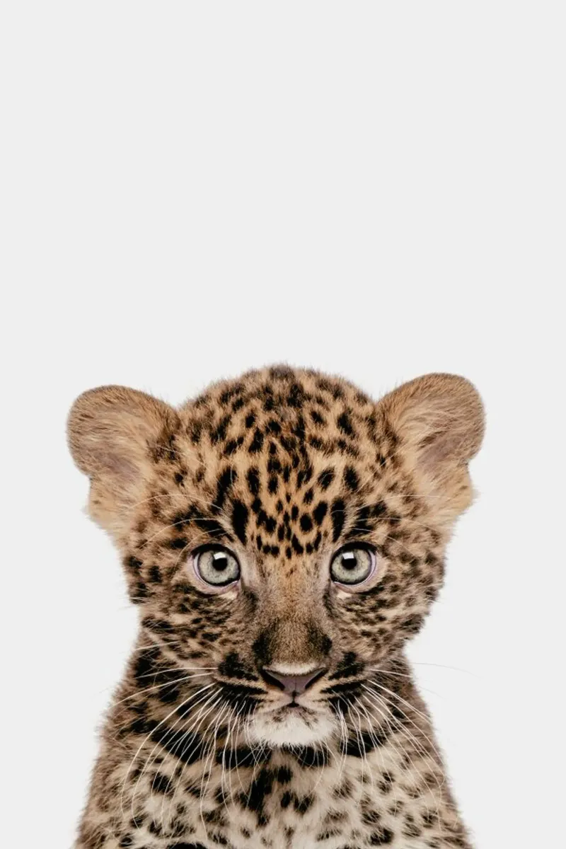 Leopard pellicola backlit da Paws & Claws