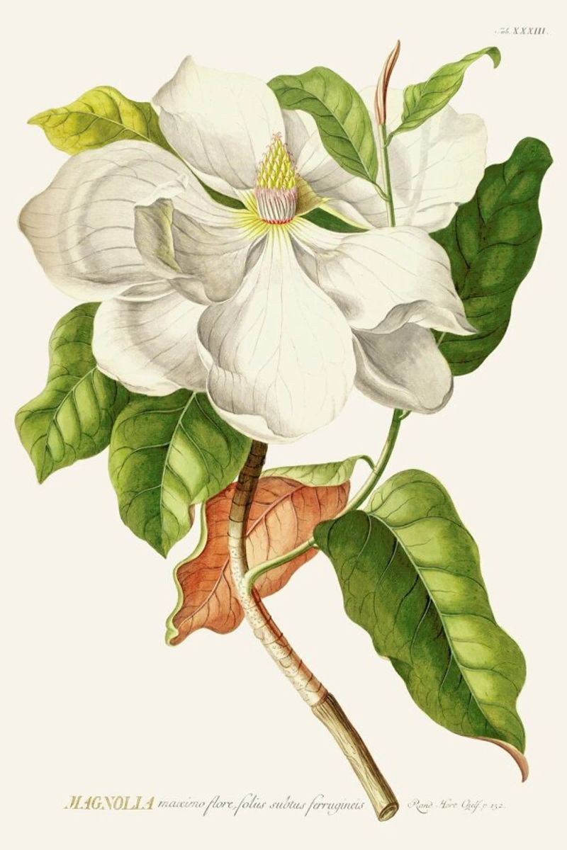 Magnolia Poster von Astër
