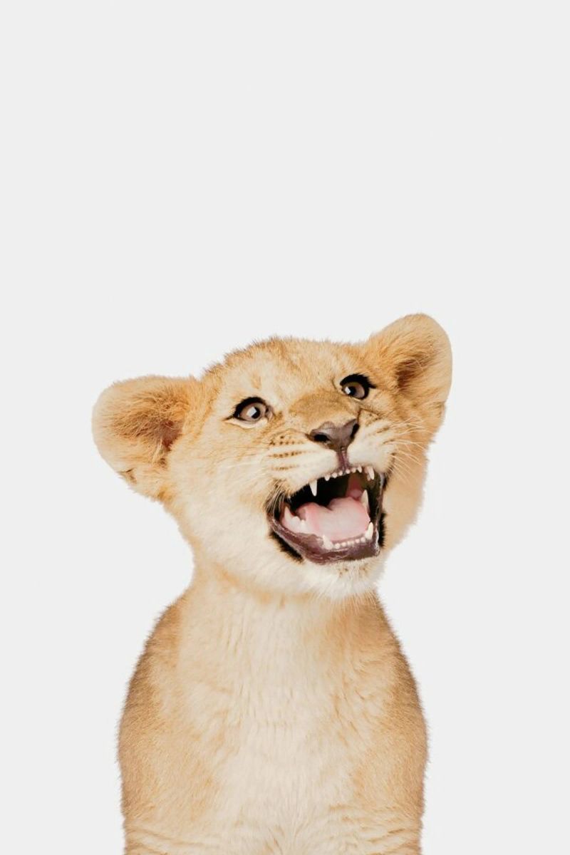 Lion Cub pellicola backlit da Paws & Claws