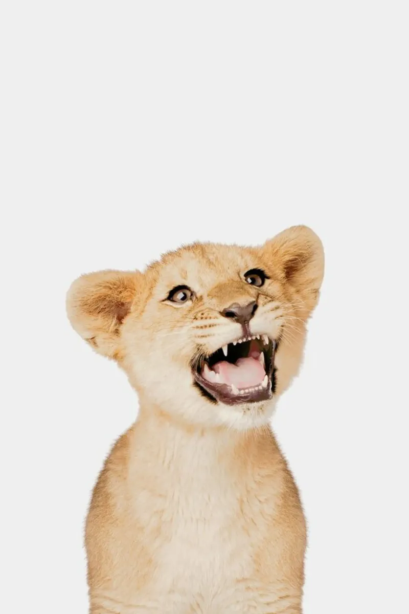 Lion Cub carta hahnemühle da Paws & Claws