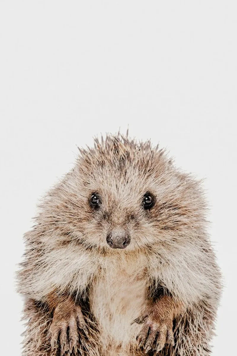 Hedgehog pellicola backlit da Paws & Claws