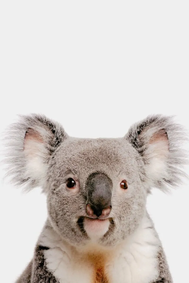Koala carta hahnemühle da Paws & Claws