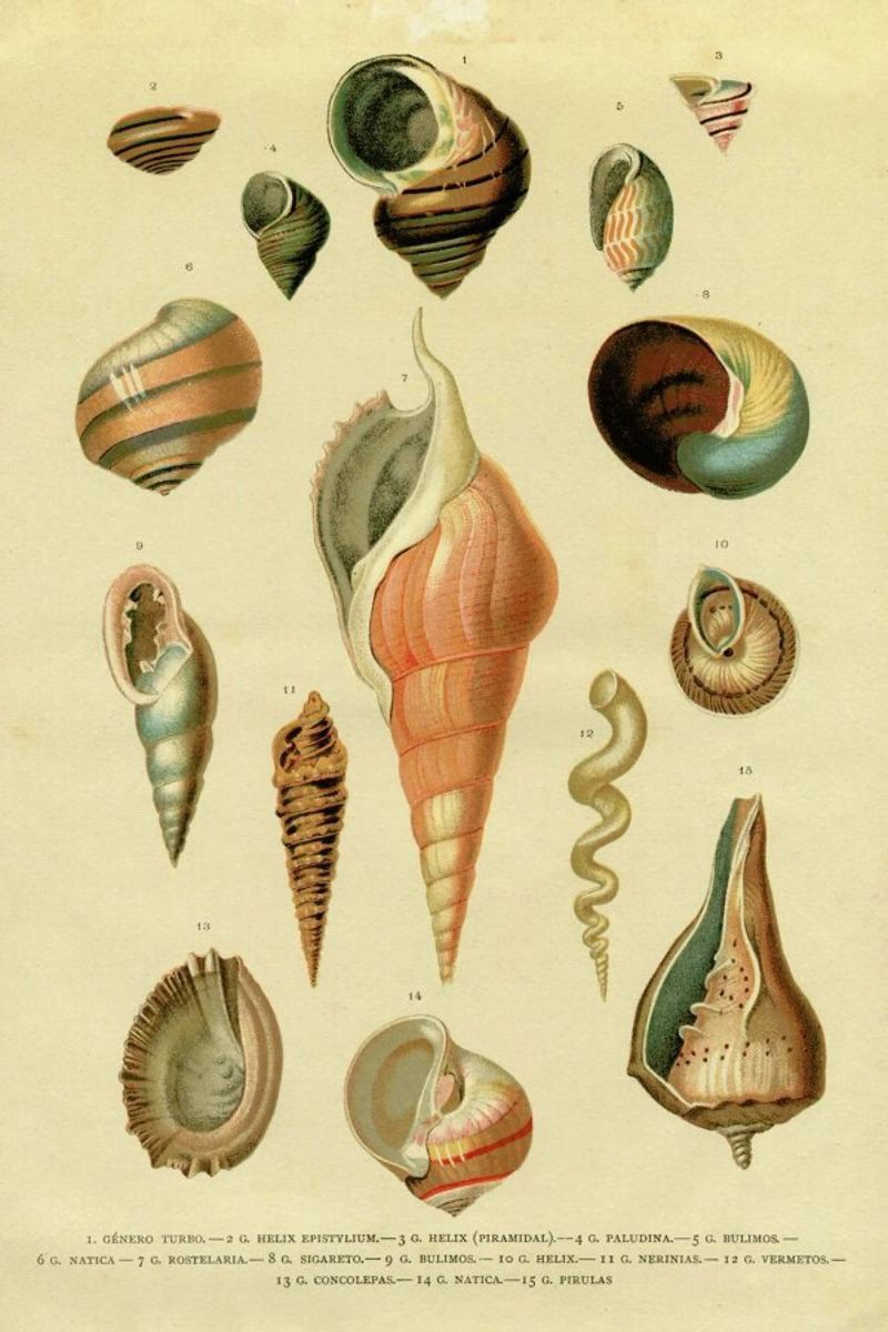 Mollusc Shells poster de Flora & Fauna