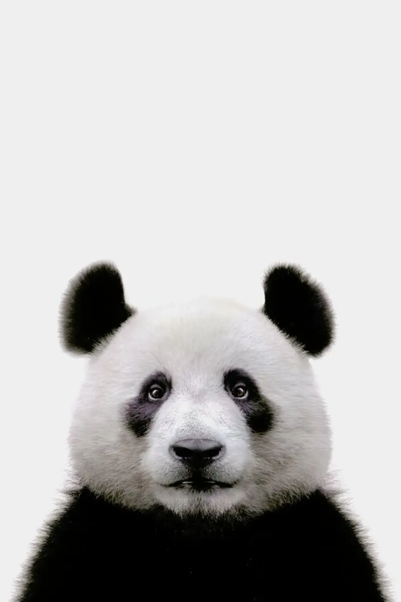 Panda carta hahnemühle da Paws & Claws