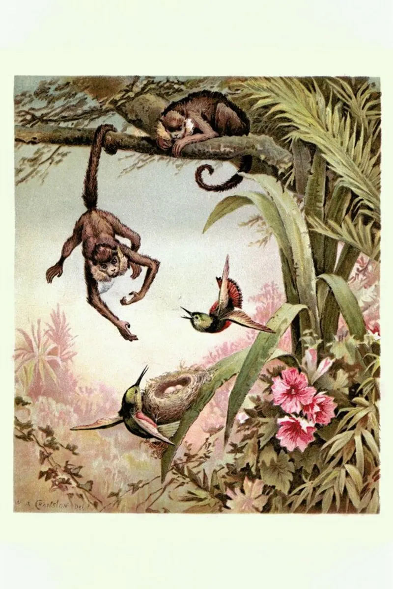 Monkeys pellicola backlit da Flora & Fauna