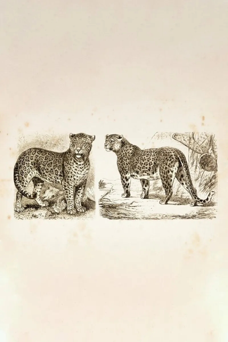Jaguars pellicola backlit da Flora & Fauna