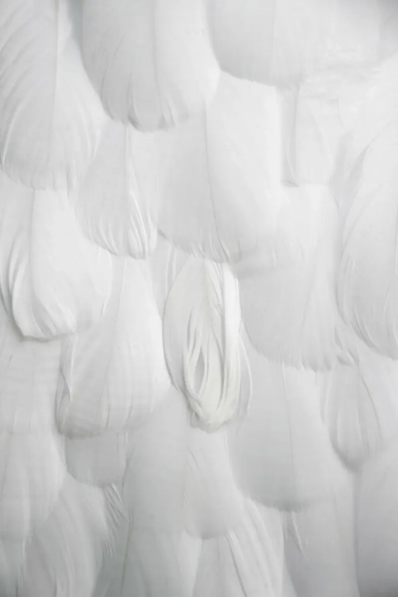 Soft White Feathers pellicola backlit da Studio Nahili