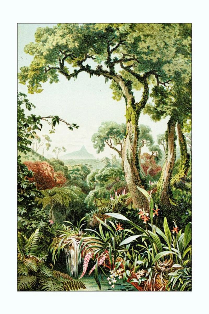 Botanical Forest Poster von Flora & Fauna