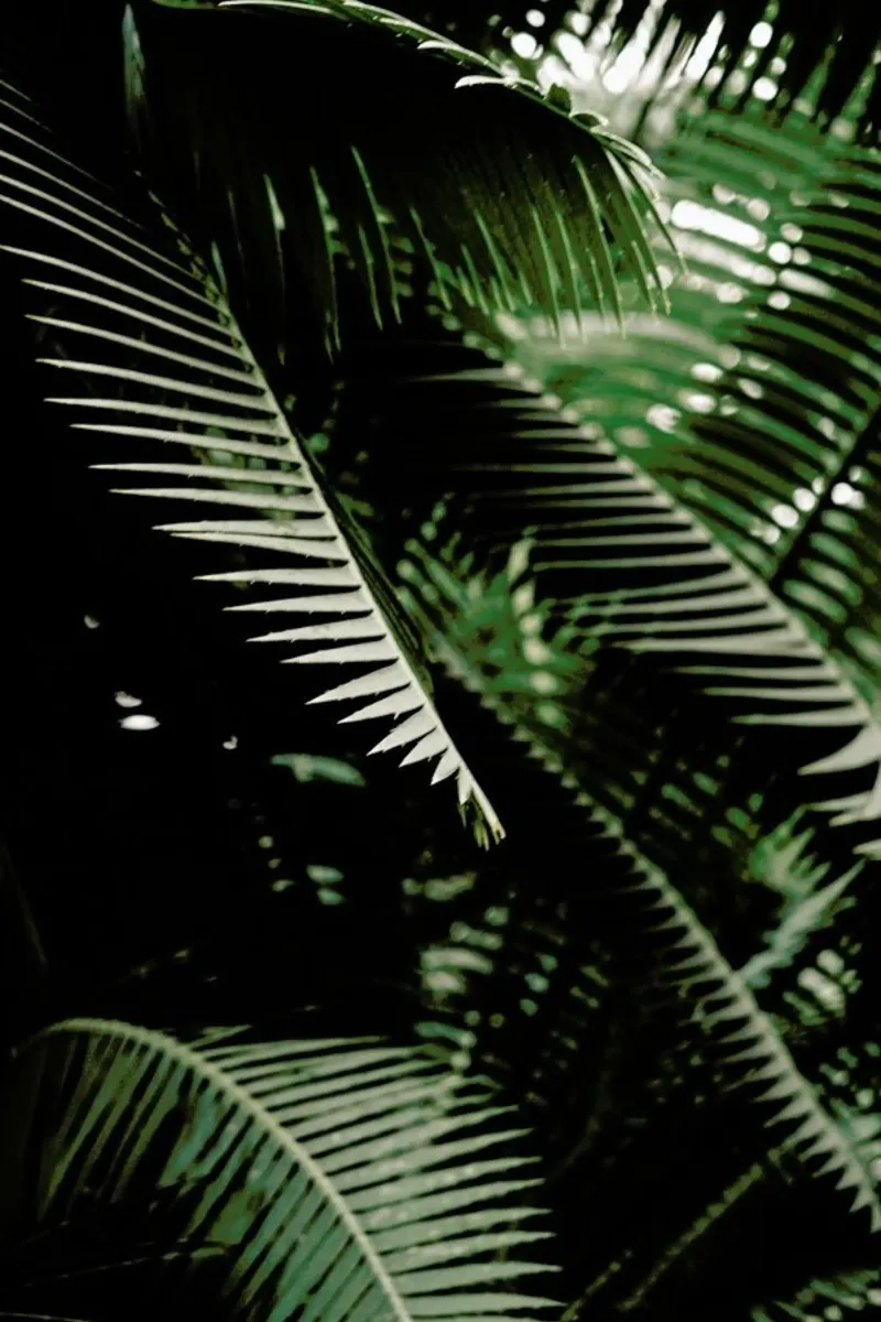 Greenery pellicola backlit da Flora & Fauna
