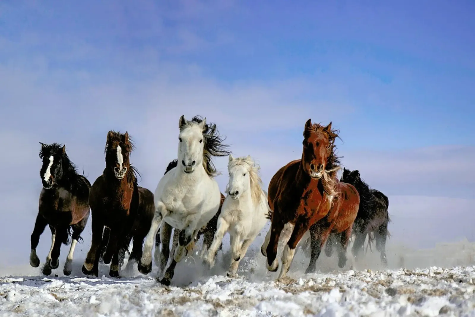 Mongolia Horses - Lib - Zhang alluminio dibond da Pictufy