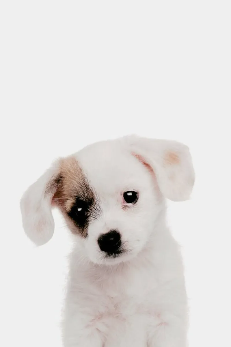 Puppy pellicola backlit da Paws & Claws