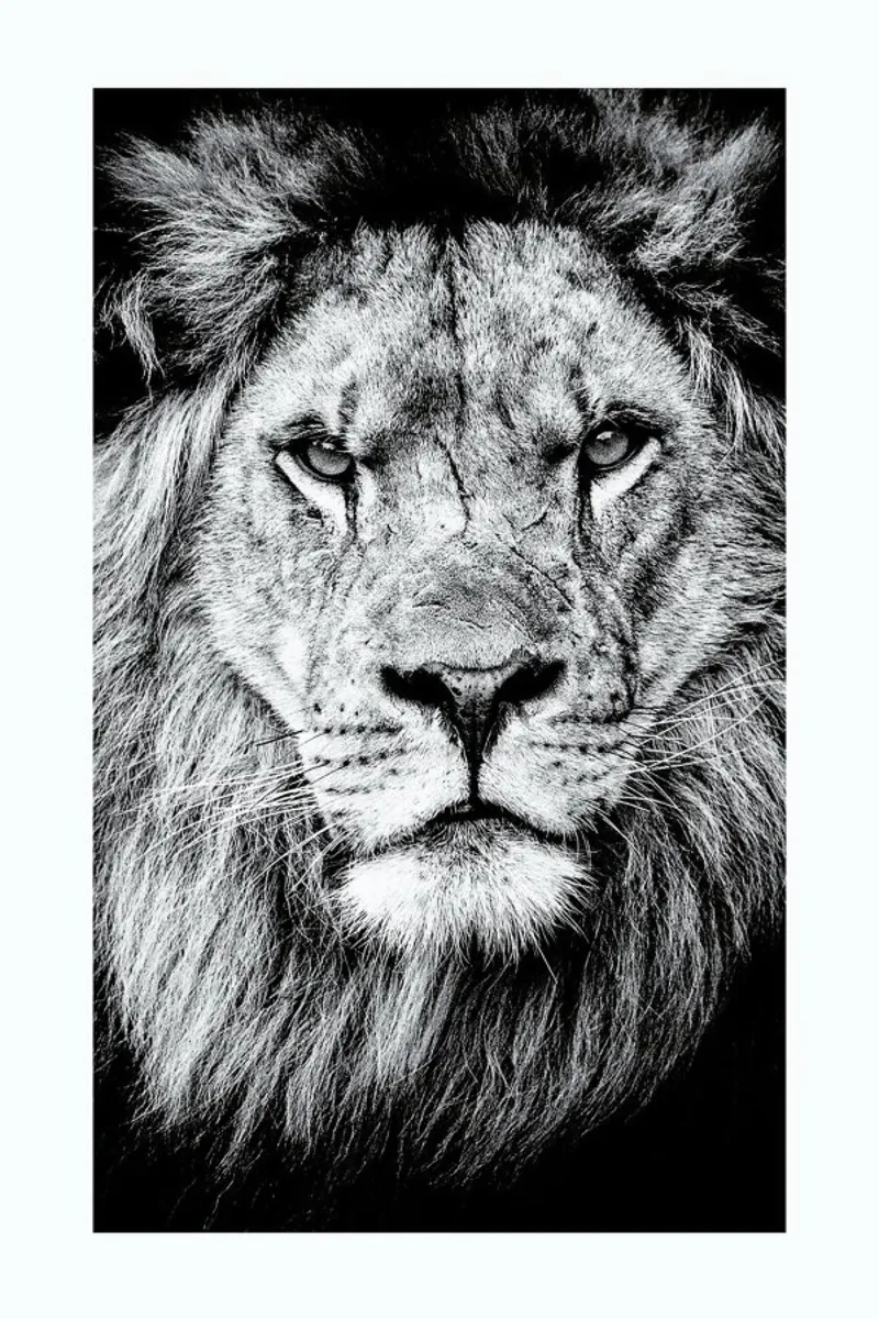 Portrait of a Regal Lion pellicola backlit da Natural Kingdom