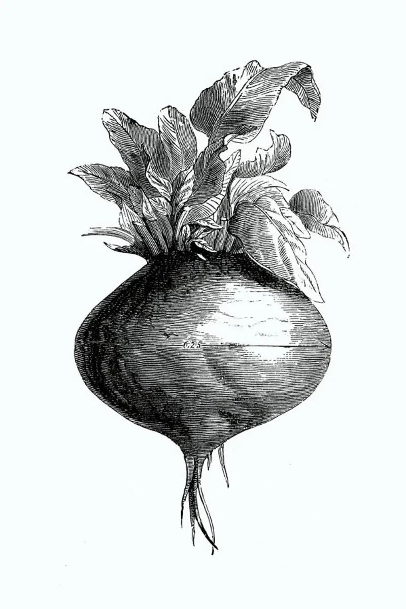 Beetroot II pellicola backlit da Flora & Fauna