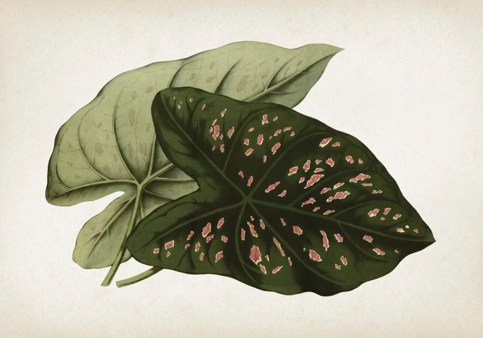 Vintage Houtte 1 Caladium Neumannii pellicola backlit da Vintage Print Collection