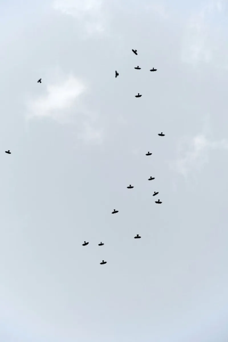 Birds Flying South tela da Studio Nahili