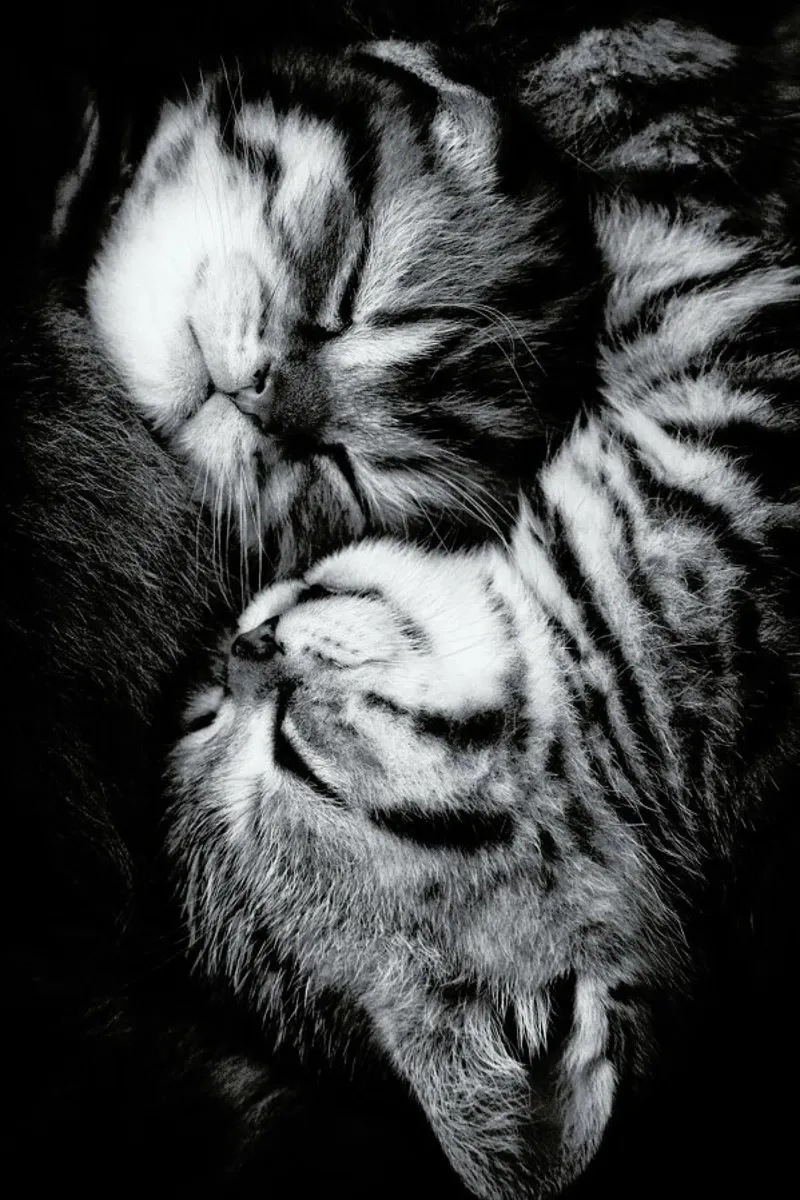 Yin and Yang - Andrea Jancova poster avec cadre en bois de Pictufy