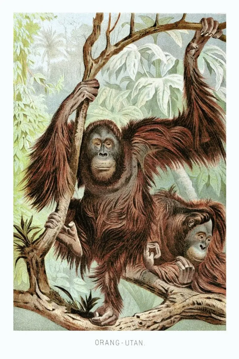 Orangutan pair pellicola backlit da Flora & Fauna