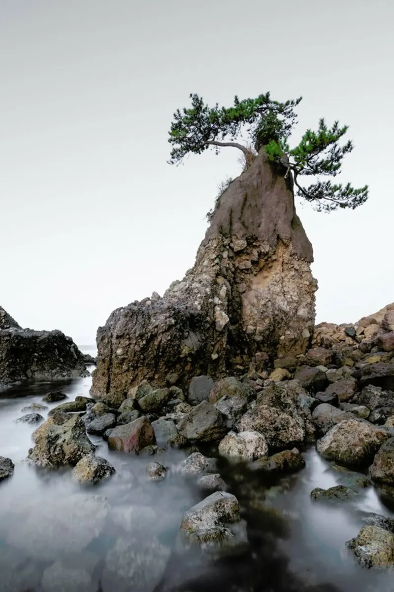 Japan - ŌIta Tree carta hahnemühle da Håggard Photography | Ronny Behnert